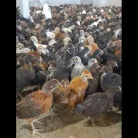 جوجه مرغ کاکل دار بلک استار ۳۰روزه گلپایگانی