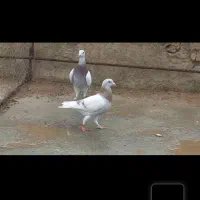 فروش یک جفت سوسنی پیازی