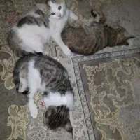 واگذاری رایگان گربه خانگی