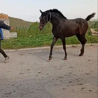 کره