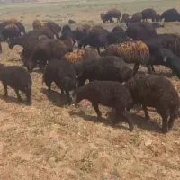 میش وبره
