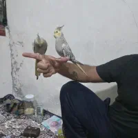 عروس هلندی دستی