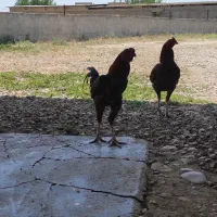 خروس لاری
