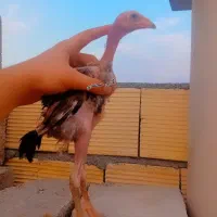 جوجه لاری مرغ و خروس افغان اصیل ضمانتی