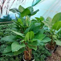 بابا آدم گل وگیاه شاداب