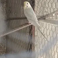 مرغ عشق رینبو