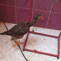 مرغ لاری اصل..تخم گذار