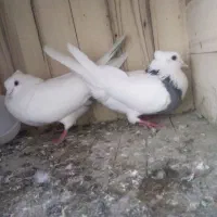 کفتر دم سفید و طوقی سفید اراکی