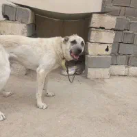 سگ نر