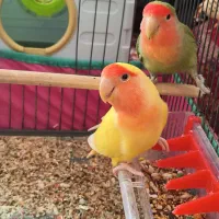یک جفت کوتوله برزیلی