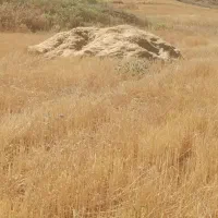 کاه گندم دیم رومشگان ۱۸ باک ۲ میلیون