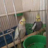 یک جفت عروس هلندی