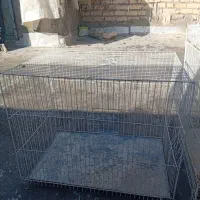 قفس عروس هلندی