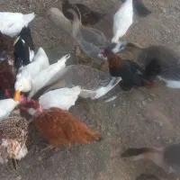 مرغ و اردک و قوغاز و خروس