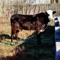 گاو گوساله چالوسی