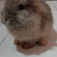 خرگوش لپو با قفس