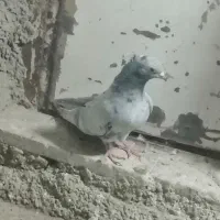 کبوتر