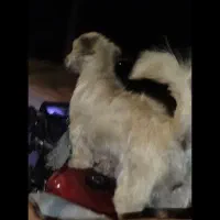 واگذاری سگ شیتزو