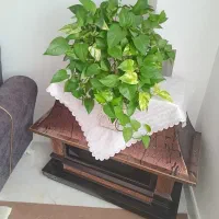 گل پتوس|گل و گیاه طبیعی|گلبهار, شهر جدید گلبهار|دیوار