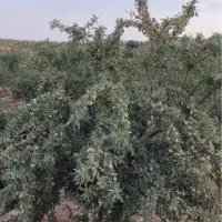 نهال های پیوندی و لیبل دار