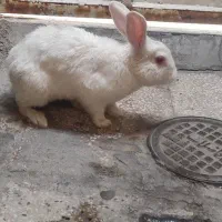 خرگوش  نر  بازیگوش