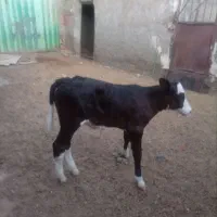 یگ گستر زاییده