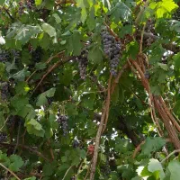 باغ با کاربری مسکونی و سند تک برگ با جواز ساخت