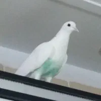 کبوتر