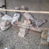 کبوتر