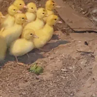 ۵تاجوجه اردک اسرائیلی