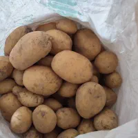 سیب زمینی