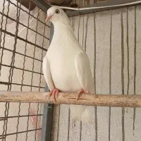کفتر ماده سفید چشم نوک سفید