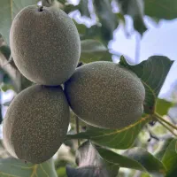 گردو اصیل همدان (پر چرب)