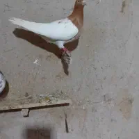 کبوتر