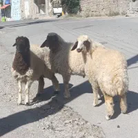 سه عدد بره کله بور