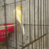 قناری ماده آماده