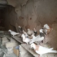 جوجه طوقی طوقی ابی