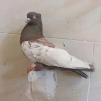 نر سینه ای سرخ درشت چشم نوک سفید