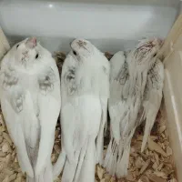جوجه آلبینو دوکت نسکافه ای