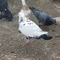 کبوتر معاوضه
