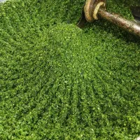 سبزی خوردشده