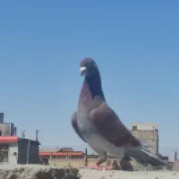 کفتر اوقون