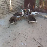 جوجه غاز