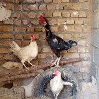 خروس لاری