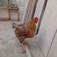 مرغ محلی