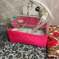 عروس هلندی جفت با قفس و سایل