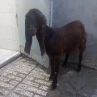 بزغاله پاکستانی ماده