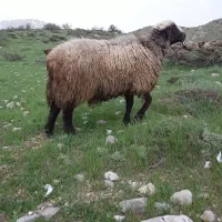 قوچ ۴ساله|حیوانات مزرعه|معمولان, |دیوار