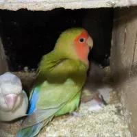 کوتوله برزیلی مولد روی جوجه