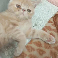 گربه پرشین سوپرفلت اشرافی